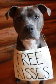Free Kisses Who Could Say No Pitbulls Dogs Cute Animals