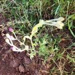 Image result for Gutenbergia rueppellii