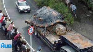 10 Abnormally Large Animals That Actually Exist Large Animals Turtle Big Turtle