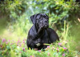Cane Corso: Dog Breed Characteristics & Care