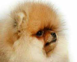 Para Usted Que Tiene Dudas Criadero De Perros Pomerania Facebook