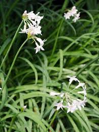 Image result for Tulbaghia acutiloba