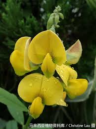 Image result for Crotalaria cleomifolia