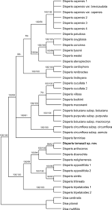 Image result for Disperis reichenbachiana