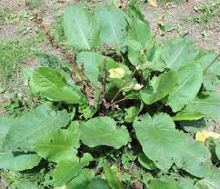 Image result for Rumex nepalensis