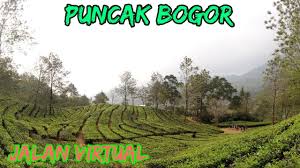 #puncakbogor #kebunteh #bogor kali ini perjalanan kita lanjutkan lagi ke daerah puncak bogor, untuk melihat betapa indahnya wisata pegunungan dan kebun teh. Kebun Teh Puncak Bogor Around The Tea Garden Youtube