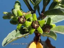 Image result for Raphionacme welwitschii