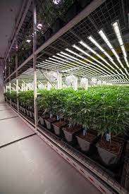 They have predominantly been using the a3i model, fohse's workhorse grow light, to achieve their highest yields. Lighting The Way Forward Marijuana Venture