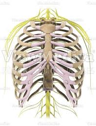 An inhalation is accomplished when the muscular diaphragm, at the floor of the thoracic cavity, contracts and flattens, while the contraction of intercostal muscles lift the rib cage up and out. Viewmedica Stock Art Rib Cage With Nerves Anterior View