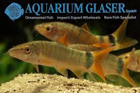 Image result for Kotschya ochreata