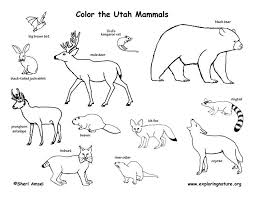 Utah Mammals Coloring Mammals Canadian Animals Desert Animals