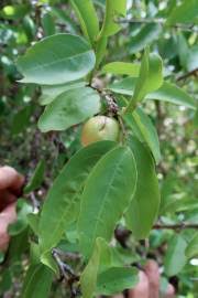 Image result for Ximenia afra