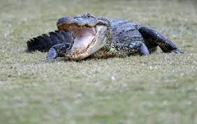 Florida Golf Course Has Unexpected New Obstacle—Ball-Stealing Alligators