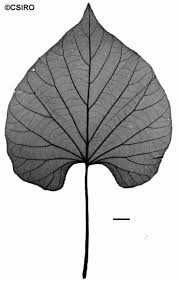 Image result for Stictocardia