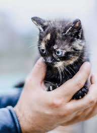 Coconut is available for adoption through fort collins cat rescue & spay/neuter clinic. Volunteer Animal Friends Alliance