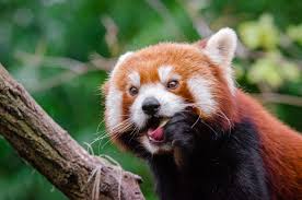 Others prefer first panda as western the red panda has been previously classified in the families procyonidae (raccoons) and ursidae (bears), but recent research has placed it in its own. Red Panda Facts For Kids Red Pandas Cute Red Panda Photos