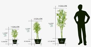 Check spelling or type a new query. Mail Order Plant Sizes 1 Gallon To 3 Gallon Plant Pot Sizes Gallon Free Transparent Png Download Pngkey