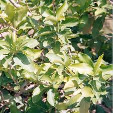 Image result for Lepisanthes senegalensis