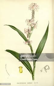 Image result for Polystachya galeata