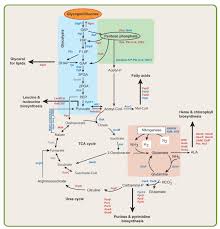108 Best Metabolic Pathways Images Biochemistry Pathways