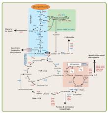 Metabolic Pathways Summary Google Search Biological