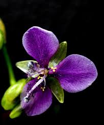 Image result for Murdannia simplex