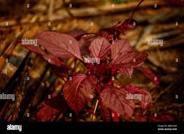 Image result for Amaranthus dubius