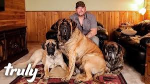 Image result for Mastiff
