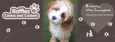 5* licensed breeder has an adorable litter of cavapoo puppies. Cavapoos For Sale In The Uk Buy A Cavapoo Raffles Cockapoos
