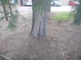 Image result for Casuarina littoralis