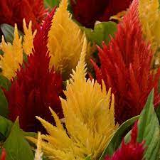 First Flame Mixture Celosia Plants Mixtures Flora