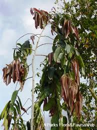 Image result for Drypetes gerrardii