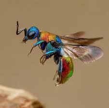 All Black Bug That Looks Like A Wasp Magicmacroworld On Instagram Photo By Frank Canon Frankcanon Image In Cuckoo Wasp Guepe De Feu Hedychrum Nobile Insects Bugs And Insects Insect Wings