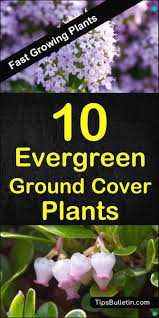 A versatile ground cover adaptable to a wide range of growing conditions, most soil types, and tolerates part shade to full sun. 10 Best Evergreen Fast Growing Ground Cover Plants Covering Year Round Perennial Cover Cover Ground Cover Plants Evergreen Ground Cover Plants Ground Cover