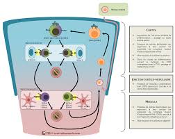 B cells, also known as b lymphocytes, are a type of white blood cell of the lymphocyte subtype. Les Lymphocytes T Cours Pharmacie