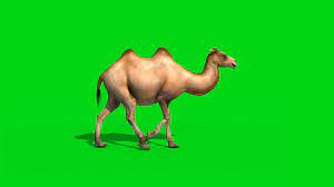 The light color reflects sunlight, keeping the camel cool. Camel Walks Runs 3d Model Animated Pixelboom