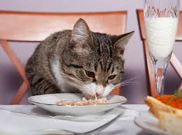 Katze Mit Ei Futtern Ist Das Gesund Oder Nicht