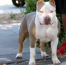 9 473 Likes 23 Comments Bully Magazine Bullymagazine On Instagram The Colors On This Boy Tho Ryder Of Bossyke American Bully Pitbull Terrier Dogs