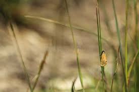 Image result for Setina roscida