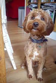 27 Best Cockapoo Haircut Pictures The Paws Cockapoo Haircut Cockapoo Dog Cockapoo Grooming