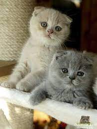 vislouhie kotyata na foto shotlandskie vislouhie kotyata kotyata shotlandskaya vislouhaya koshka