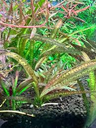Image result for Vallisneria spiralis
