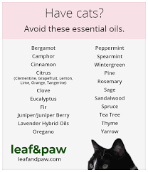 Lavender is beautiful and smells wonderful. Are Essential Oils Toxic To Cats Leaf And Paw