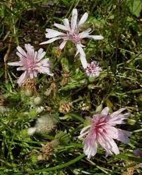 Image result for Crepis newii