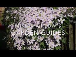 These clematis only need light pruning and removal of dead stems. Pruning Clematis Montana Youtube