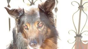 Any difficulty level to unlock the cheats. My Dog S Jaw Makes Clicking And Popping Noises Dog Discoveries