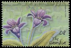 Image result for Clappertonia ficifolia