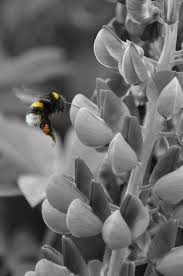 Black And White Vs Colored Bee2 Color Splash Color Splash Photography Color Pop