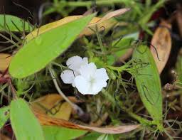 Image result for Rhamphicarpa brevipedicellata