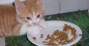 Comment Fabriquer Soi Meme La Nourriture Du Chat Node Vocab 3 Term Nourriture Chat Nourriture Pour Chat Faite Maison Croquette Pour Chat